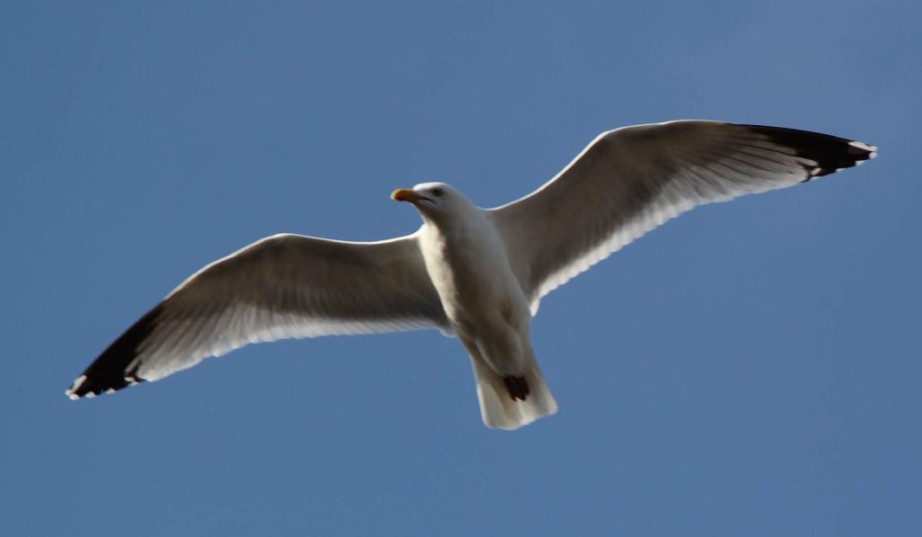 UK Seagull Pest Control – Protecting People and Property