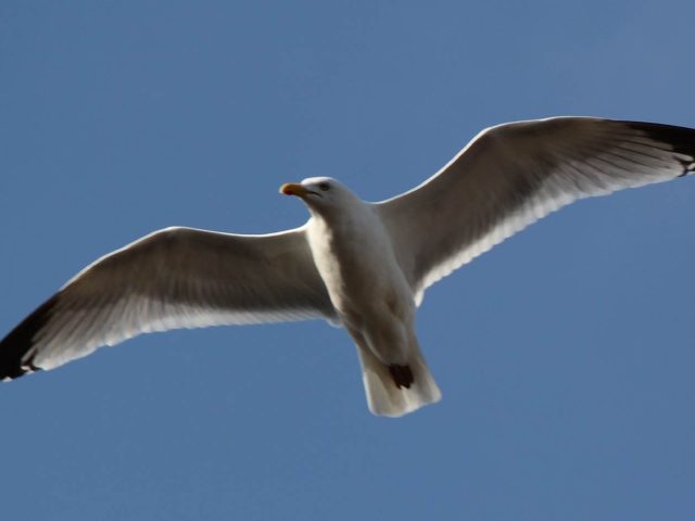 UK Seagull Pest Control – Protecting People and Property