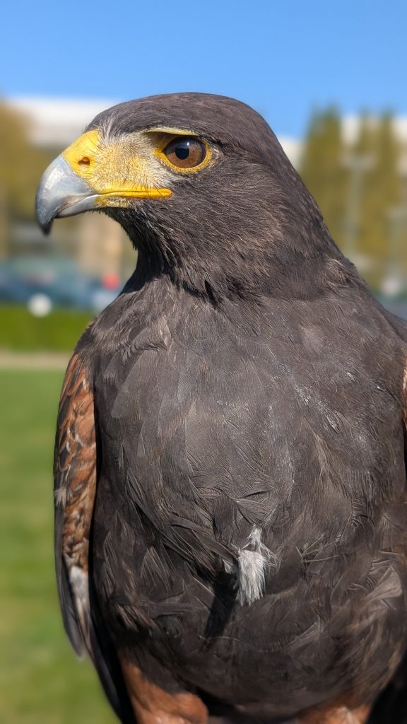 Ragnar