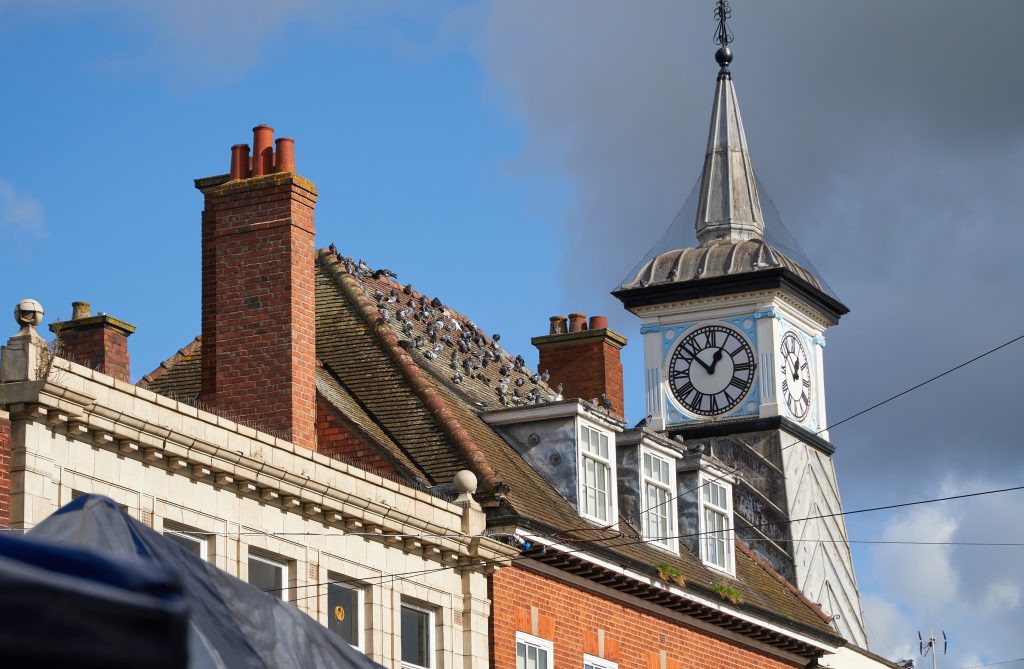 The Real Cost of Pigeons Problems: How Feral Pigeons Impact UK Businesses