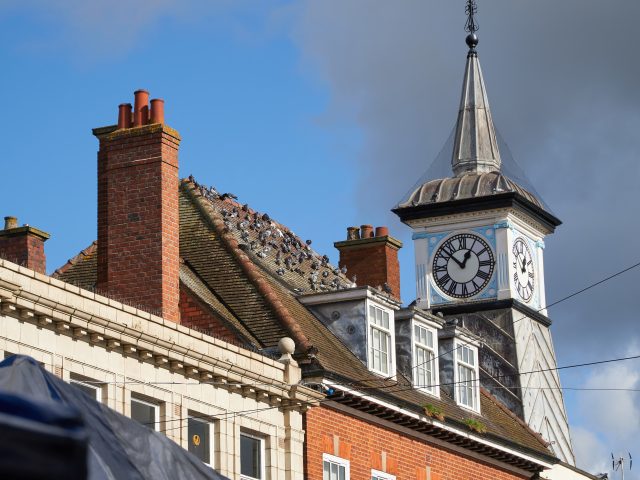 The Real Cost of Pigeons Problems: How Feral Pigeons Impact UK Businesses