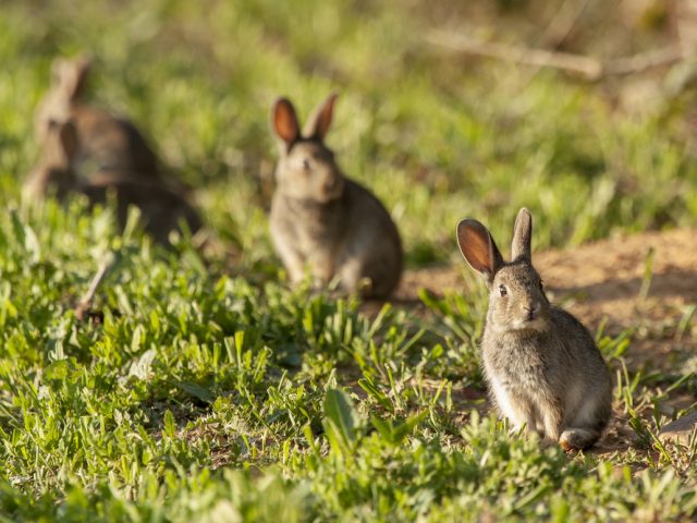 Rabbit Control in the UK – Why It Matters