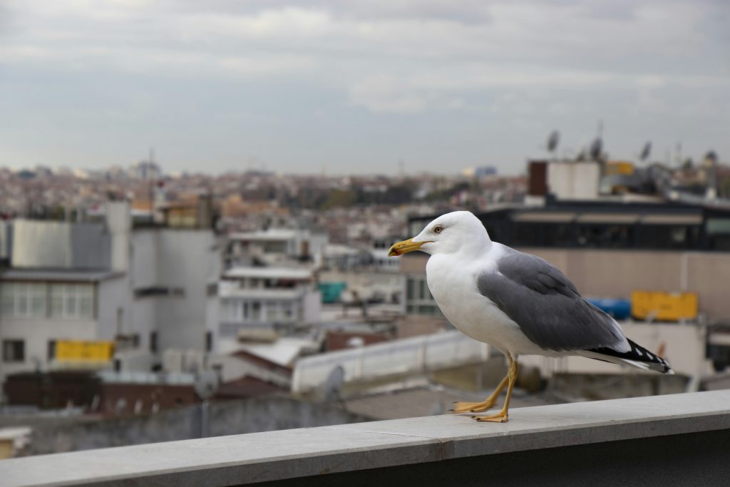 Legal Gull Control in the UK, What You Need to Know