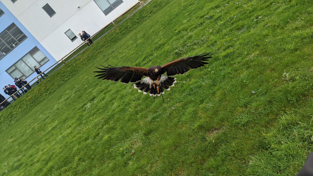 Why Falconry Pest Bird Control is the Most Natural Solution