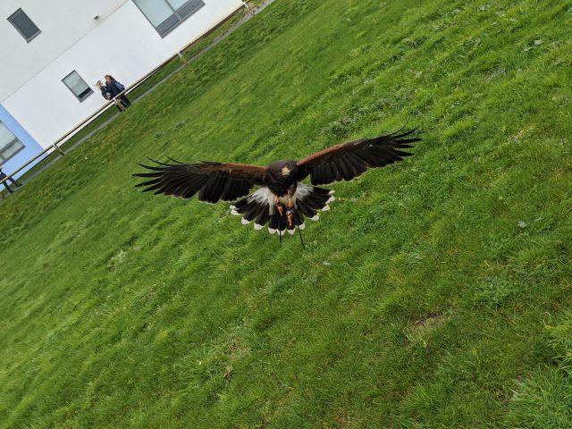 Why Falconry Pest Bird Control is the Most Natural Solution