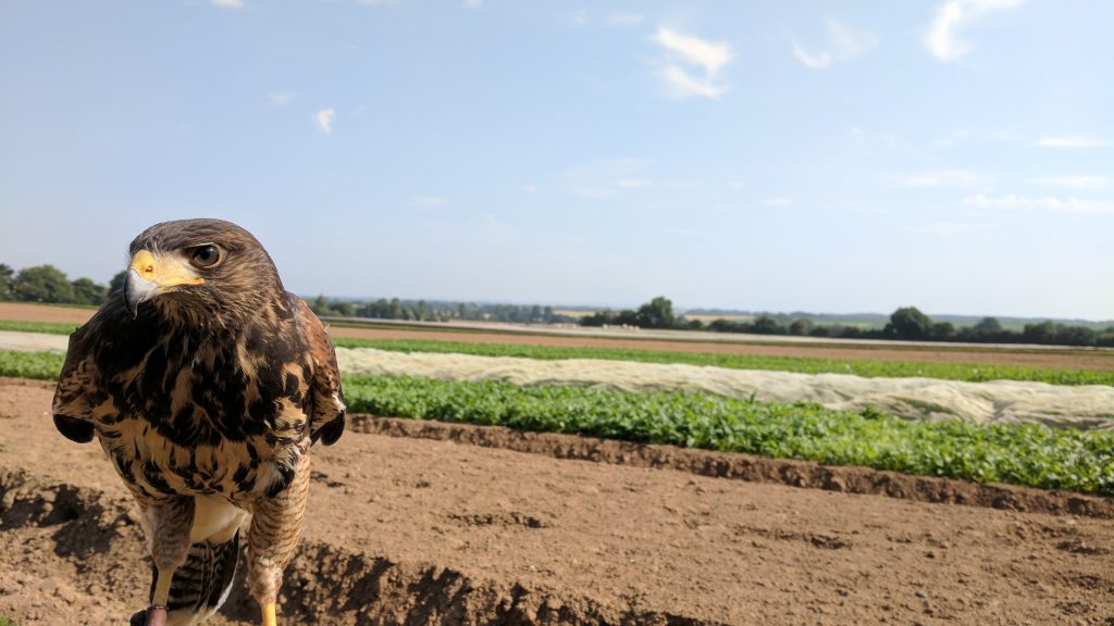 Intercrop Ltd Bird Control – Sky Raiders Case Study