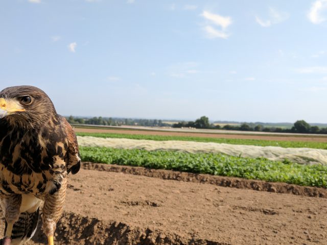 Intercrop Ltd