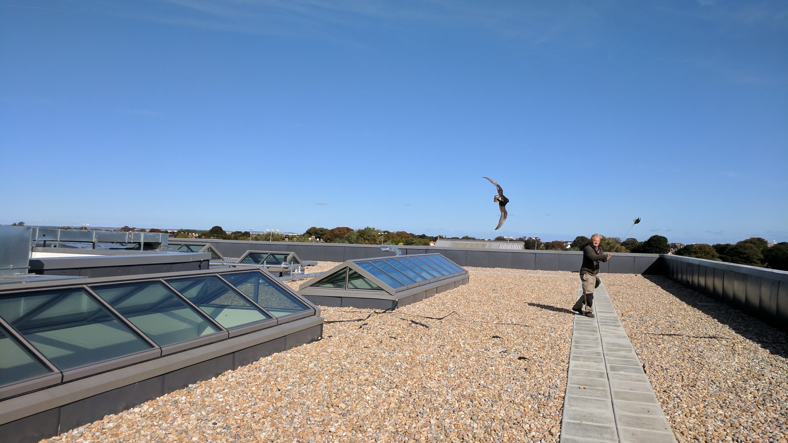 Pest Control using Falconry