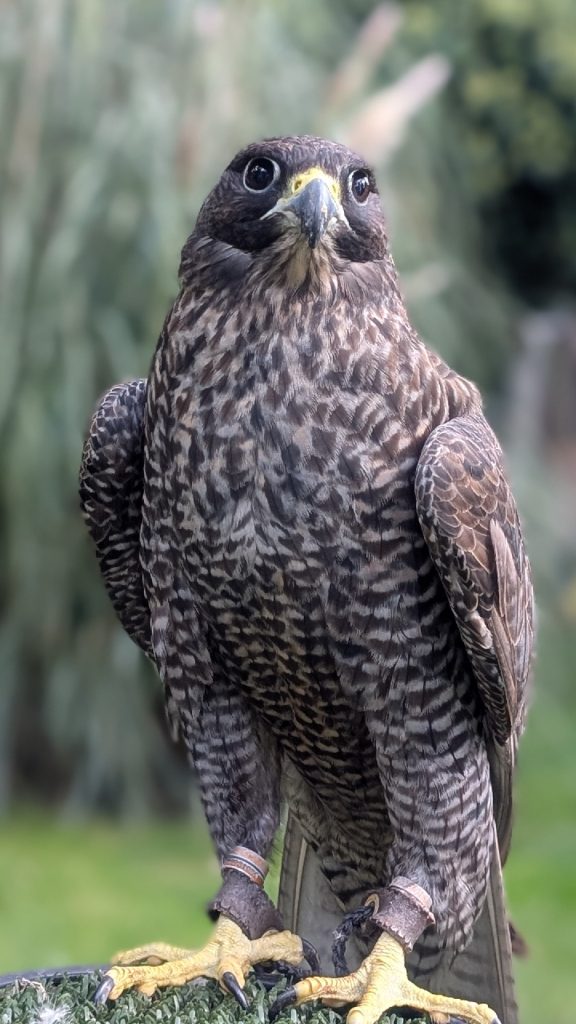 Kit