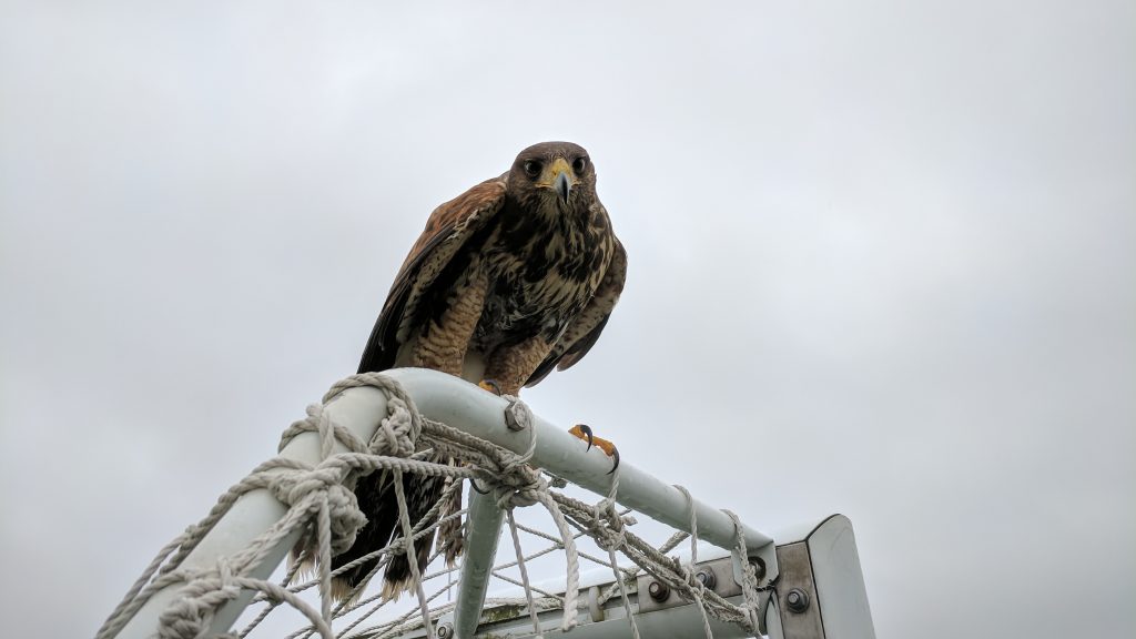Top 5 Benefits of Falconry Pest Control