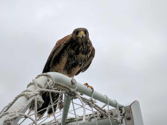 Top 5 Benefits of Falconry Pest Control