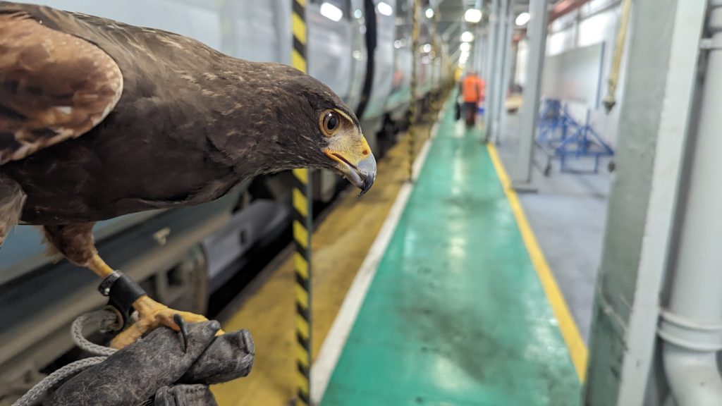 Sky Raiders Secures Greater Anglia Bird Control Contract