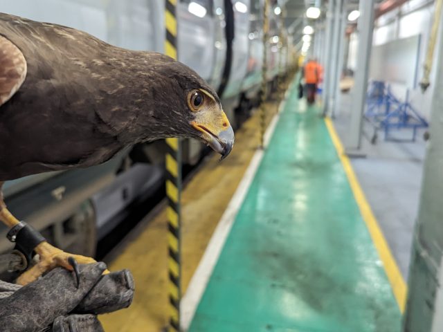 Sky Raiders Secures Greater Anglia Bird Control Contract