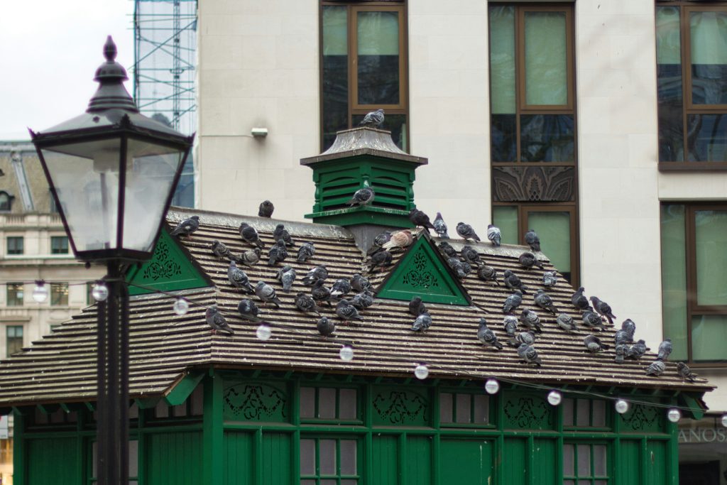 Why Businesses Should Choose Professional Bird Control Over DIY Solutions