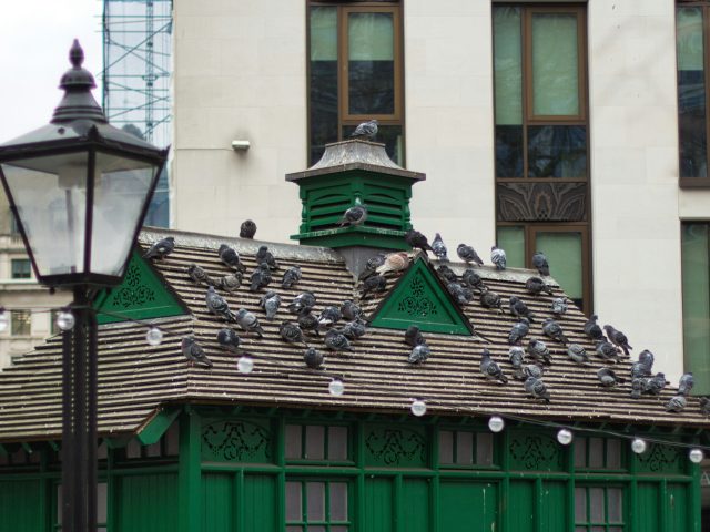 Why Businesses Should Choose Professional Bird Control Over DIY Solutions