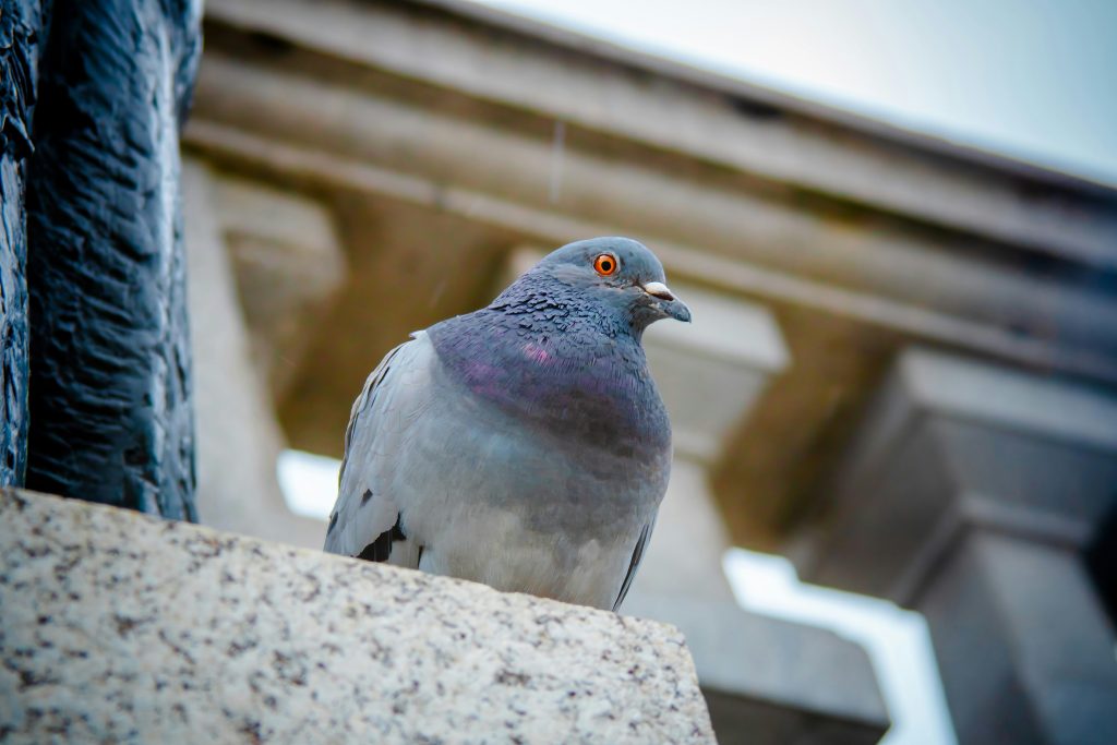 Pigeon Problems in London: How Professional Falconry Can Help