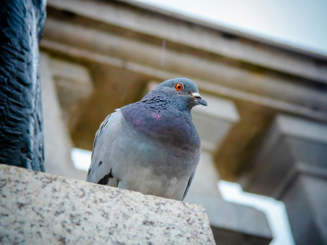 Pigeon Problems in London: How Professional Falconry Can Help