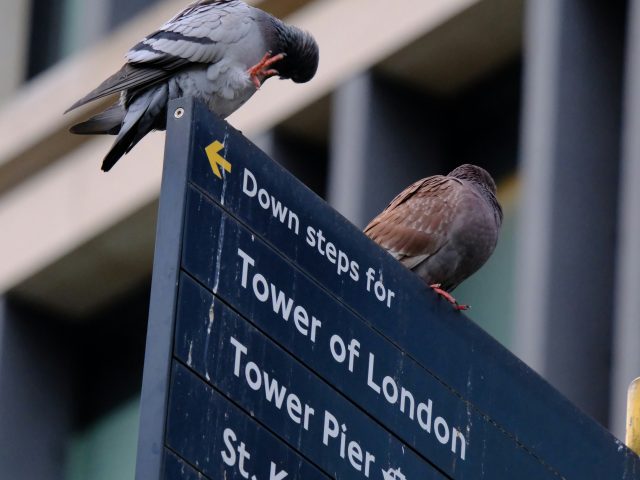 Sky Raiders Expands its Falconry Pest Control into London