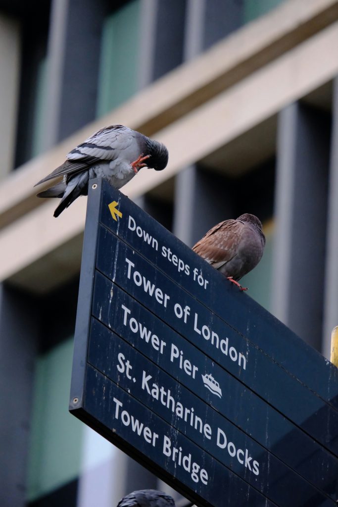 Sky Raiders Expands its Falconry Pest Control into London