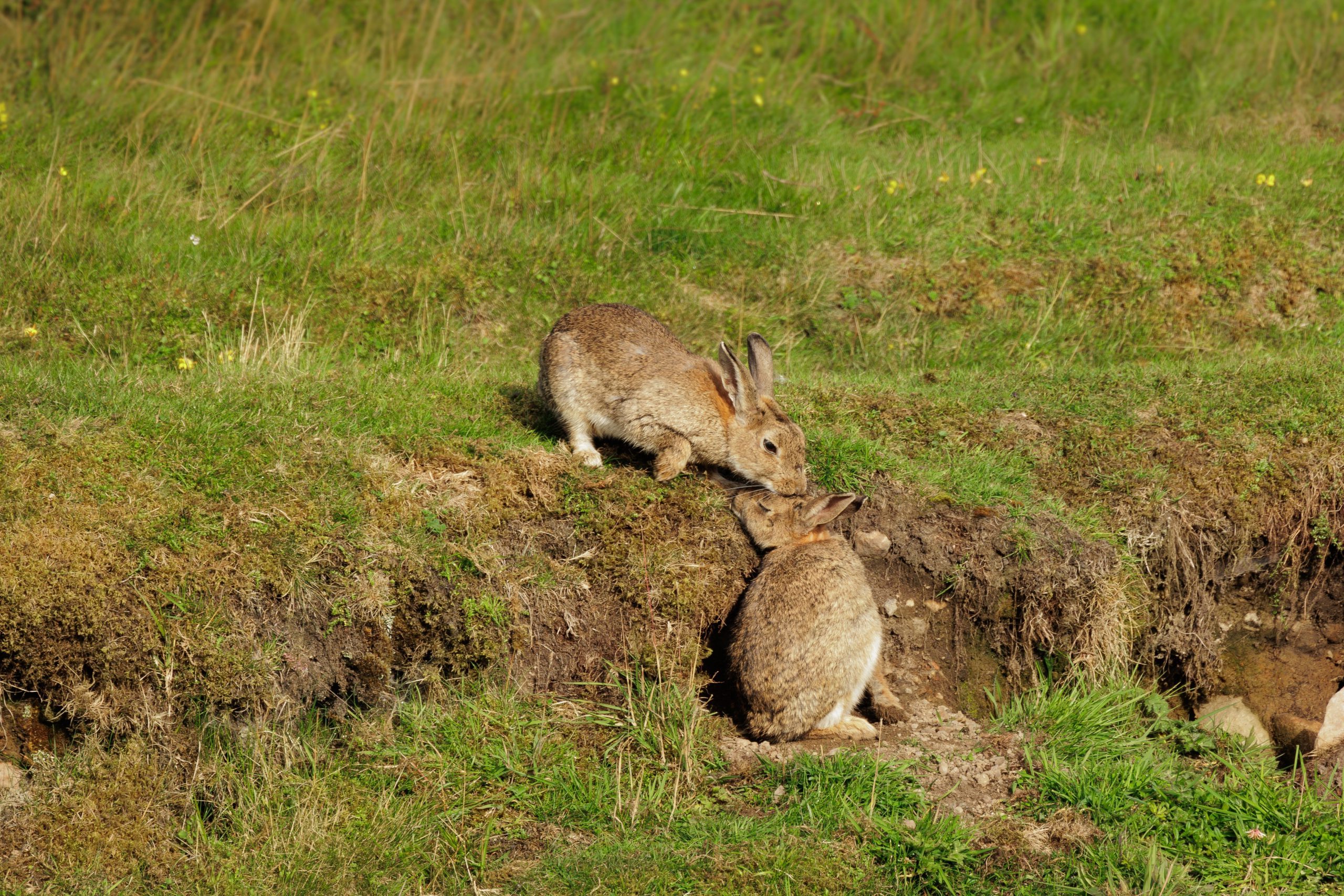 Professional rabbit control UK