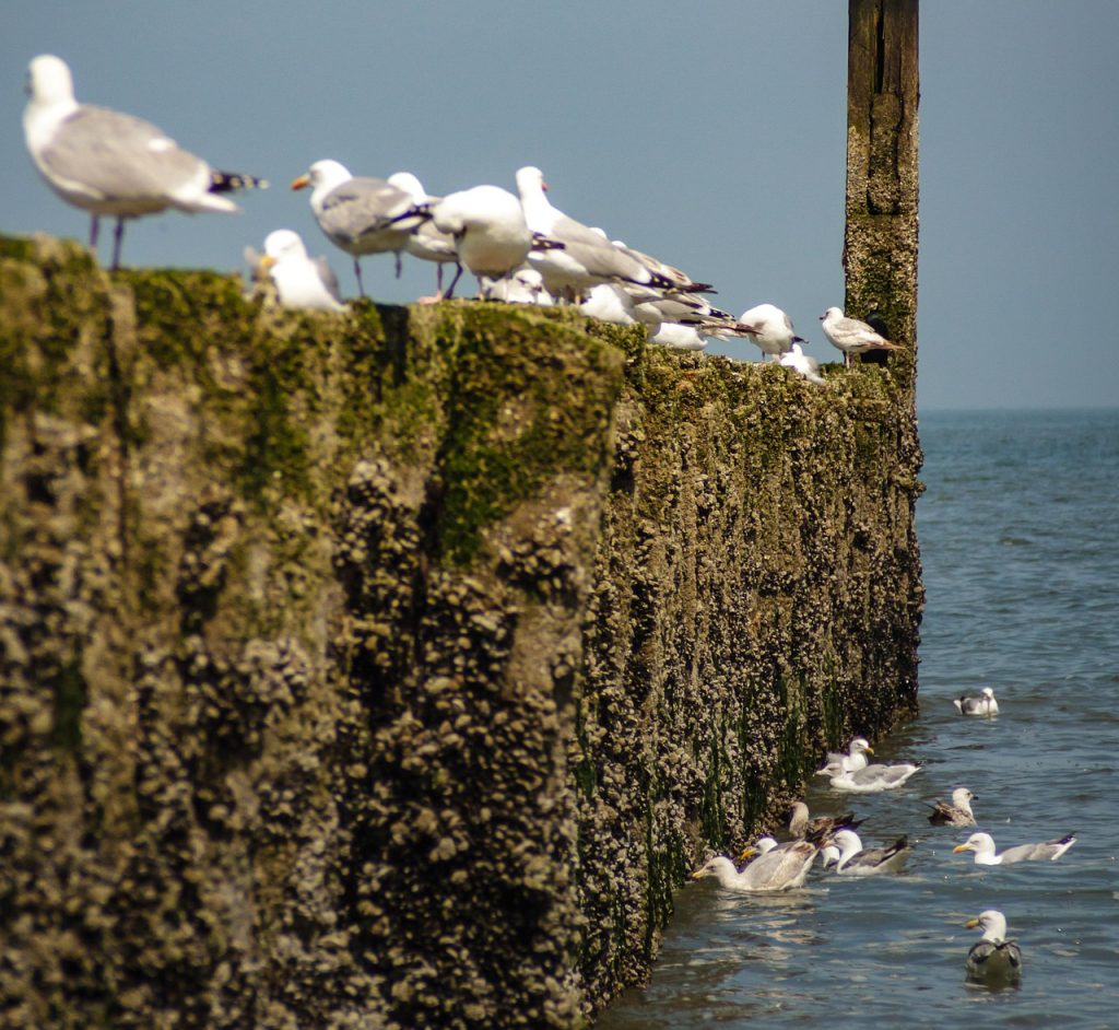 Record Year for Urban Gull Complaints in Coastal Towns