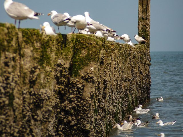 Record Year for Urban Gull Complaints in Coastal Towns