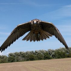 Falconry Response