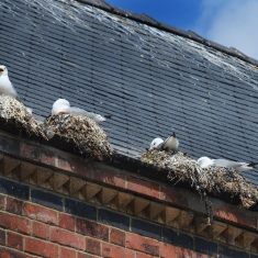 Nest Removal