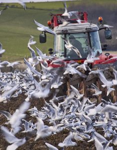 Seagull Management