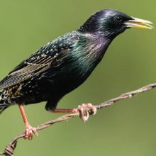 Starlings