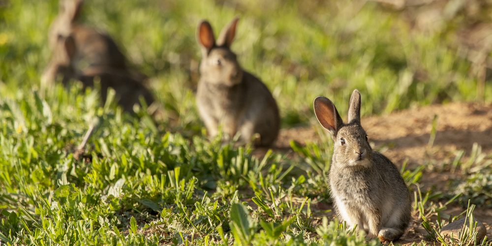 https://www.skyraiders.co.uk/wp-content/uploads/2017/11/wild-rabbits.jpg