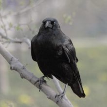 Carrion Crows