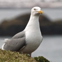 Gulls