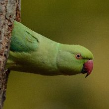 Ring-necked Parakeet