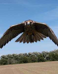 Falconry Response