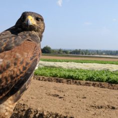 Crop Protection