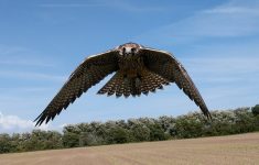 Falconry Response