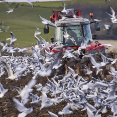 Seagull Management